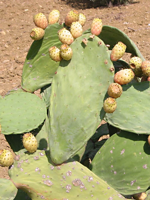 Kaktusfeigen-Balsamico-Essig 250ml